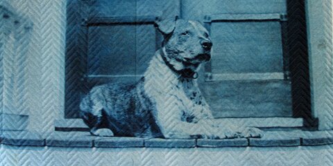 blue dog blanket