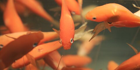 goldfish