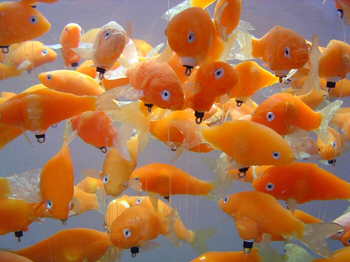 detail of goldfish in tank