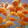 detail of goldfish in tank