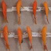 goldfish in case with fortunes