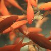 goldfish