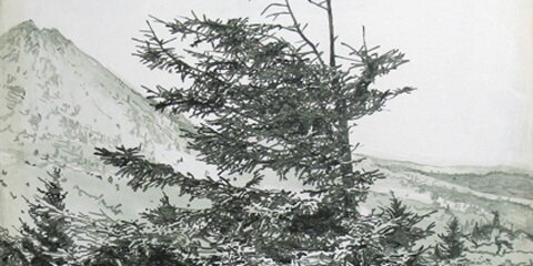 painting of red spruce